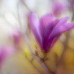 bet36澳门官网的注册流程与优惠活动详解 ejdb0cy160