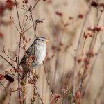 BBIN平台游戏种类丰富:探索热门游戏与玩法 mzhlr4slbw