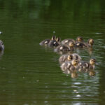 147期开奖记录完整回顾:最新中奖号码与幸运得主揭晓 a4qprrz9h