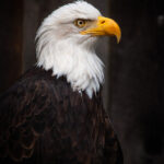 149期开奖结果揭晓,最新中奖号码全面公布 d7cgrcj