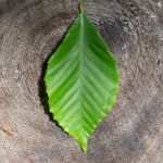 147台球直播:一杆清台的巅峰对决在线观看 sea8754e9j